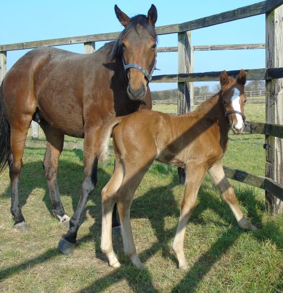 2023 colt by Ulysses